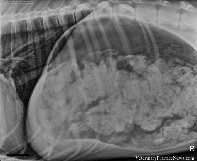 Drágám, a kutya megette az aprót! Meglepő röntgenképek állatorvosoktól