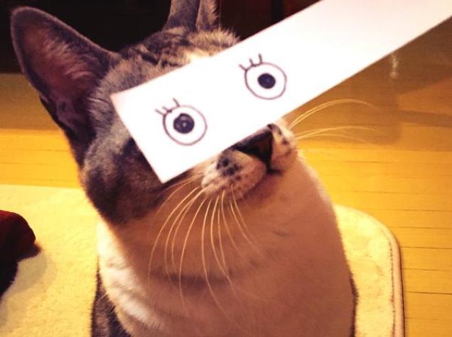 A cicák kamu rajzolt szemekkel feldobják a napod