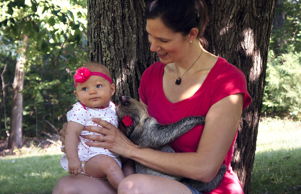 Imádja az 5 hónapos baba lajhár játszópajtását- cuki képek