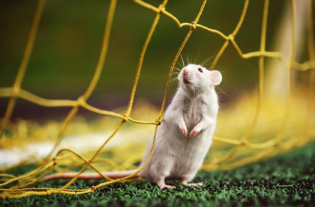 Íme a bizonyíték: a patkányok is cukik