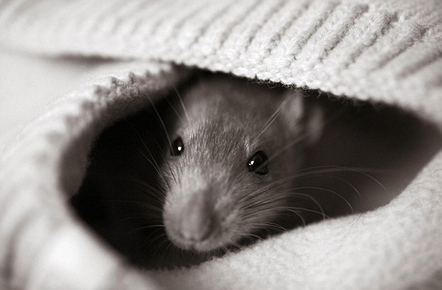 Íme a bizonyíték: a patkányok is cukik