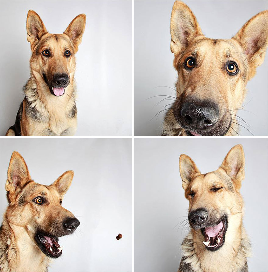 Cuki képekkel kampányolnak a kutyák örökbefogadásért