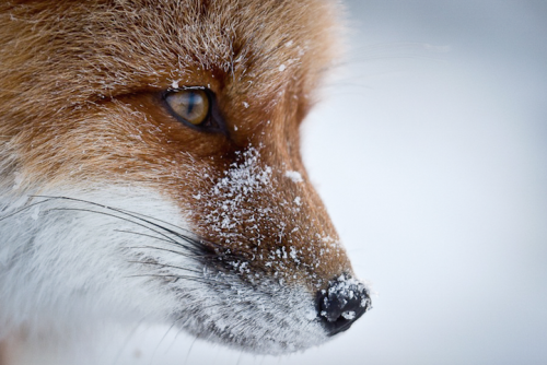 Lélegzetelállító téli rókás képeket készített egy fotós