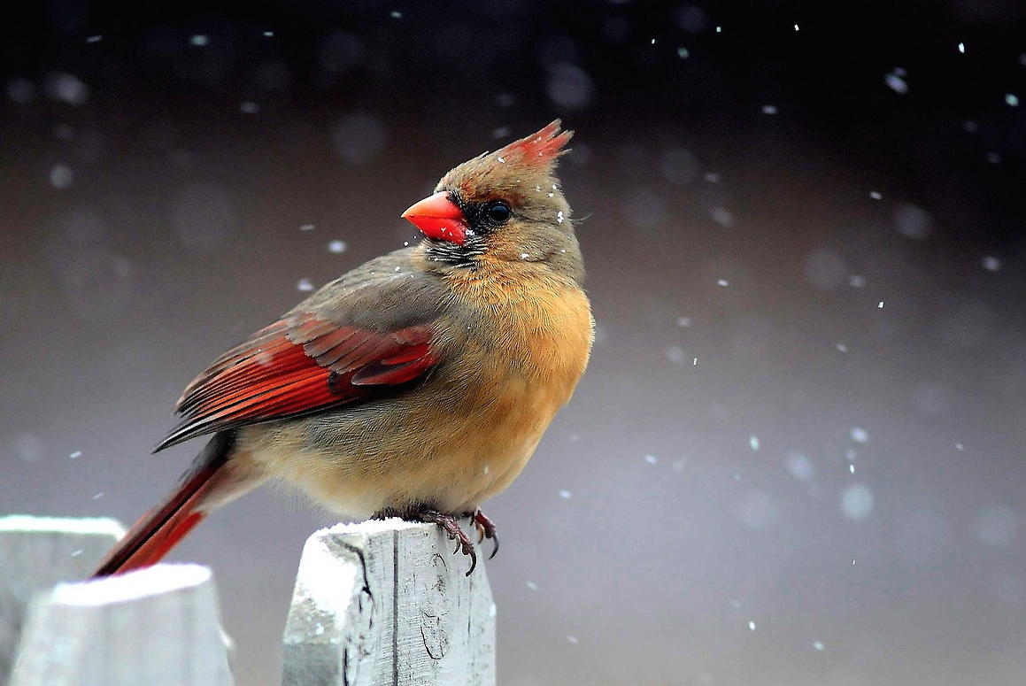 Így élnek a madarak télen - csodás fotókkal 