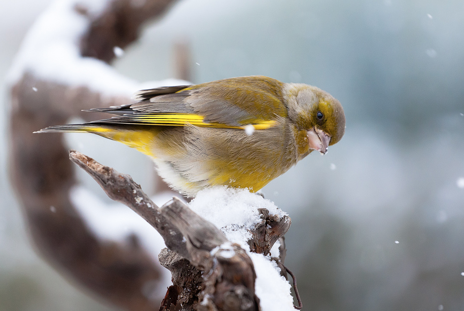 Így élnek a madarak télen - csodás fotókkal 