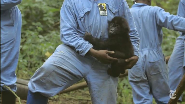 Bemutatjuk Andrét, aki a gorillák védőszentje a háborúban