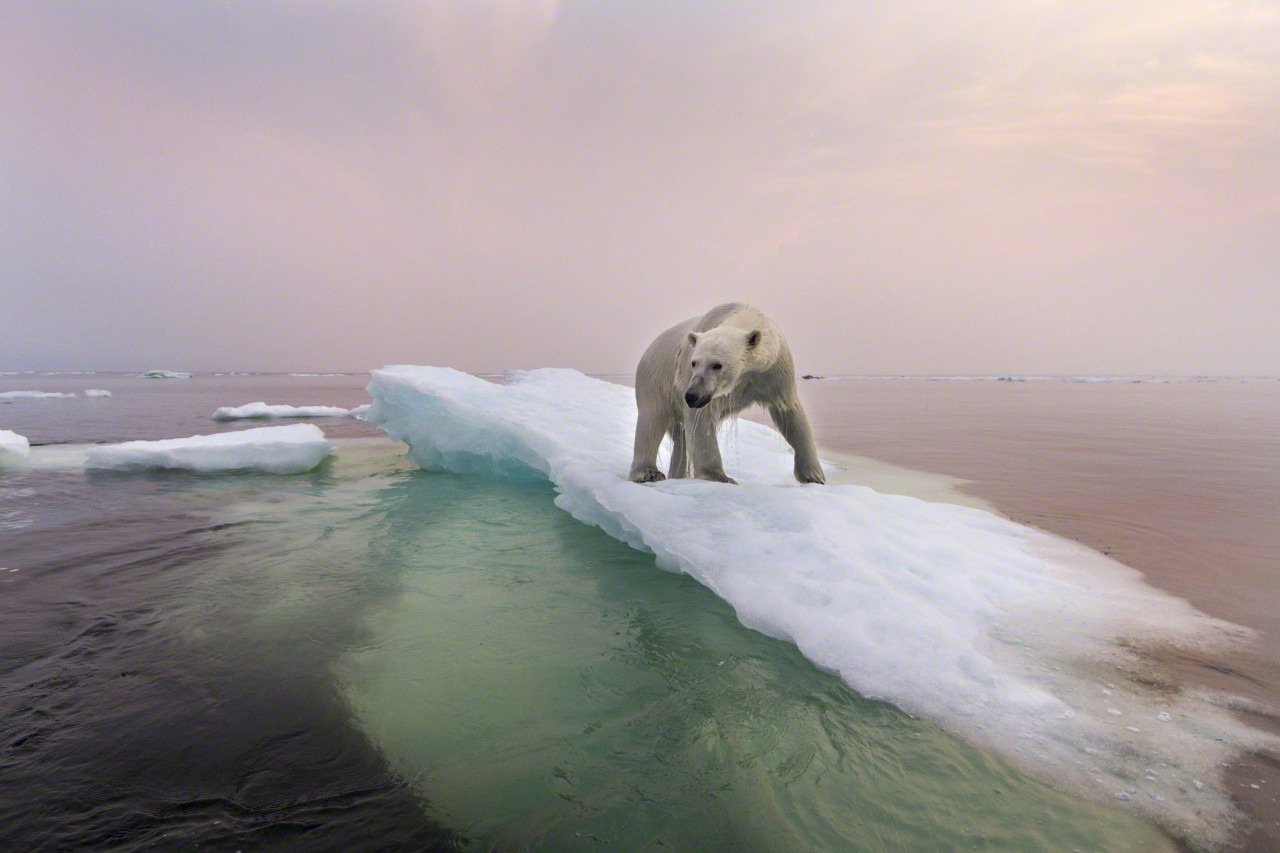 Gyönyörű képeket készített a jegesmedvékről egy fotós 