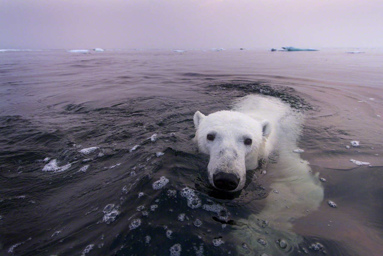 Gyönyörű képeket készített a jegesmedvékről egy fotós 