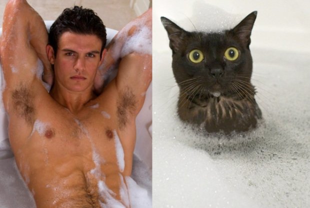 Vices fotósorozat a híres emberekre hasonlító macskákról
