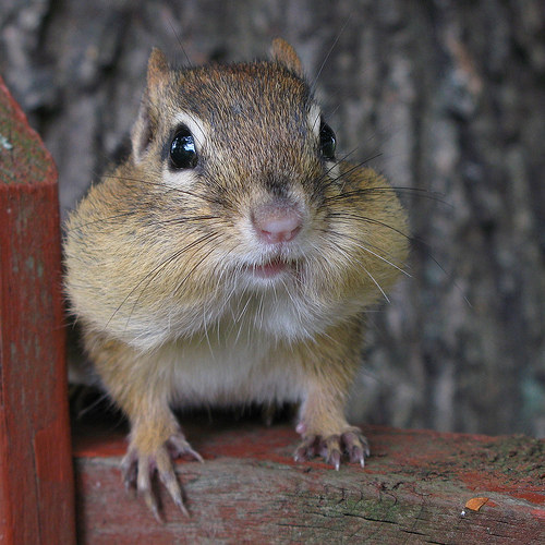 10 cuki mókus, akik büszkék arcukra