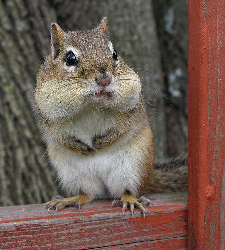 10 cuki mókus, akik büszkék arcukra