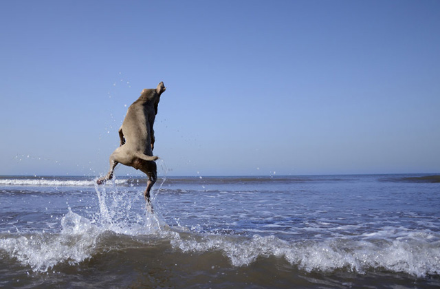 Bűbájos fotókat készít gazdija a szuperfotogén kutyáról - galéria