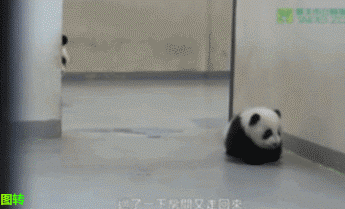 Így tanítja a rendre a panda mama a kicsinyét