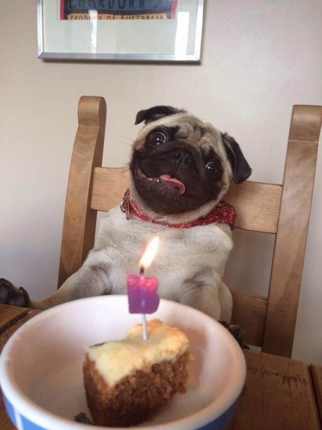 10 cuki fotó a születésnapjukat ünneplő állatokról 