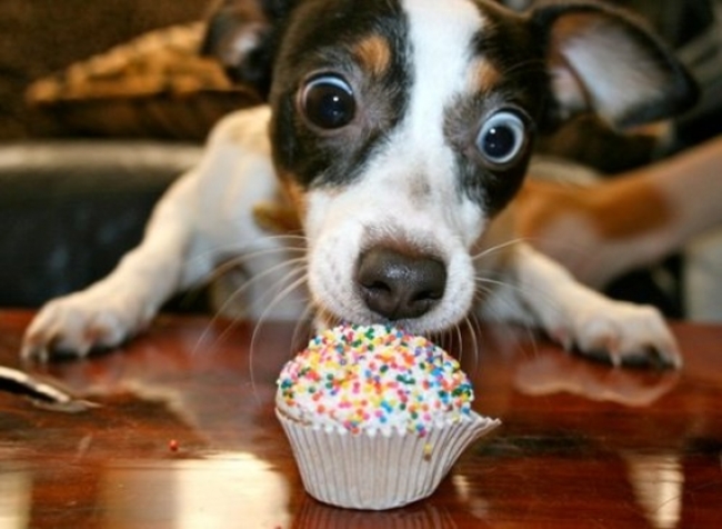 10 cuki fotó a születésnapjukat ünneplő állatokról 