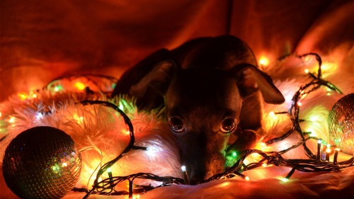 6 elképesztően cuki kép a kutyákról és a karácsonyi díszekről