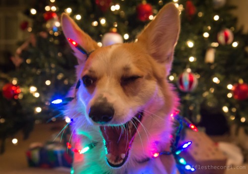6 elképesztően cuki kép a kutyákról és a karácsonyi díszekről
