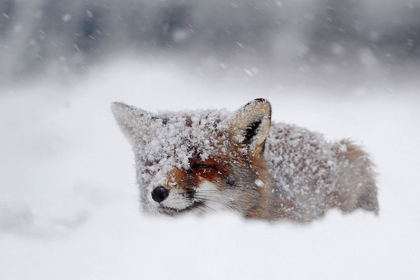 Csodás természet fotók egy vörös rókáról