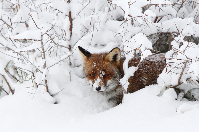 Csodás természet fotók egy vörös rókáról