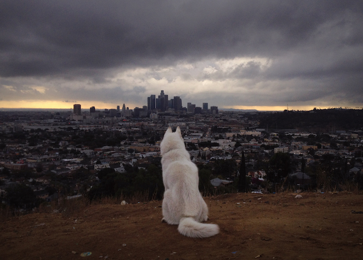 Csodás képeket készített kutyájáról egy fotós