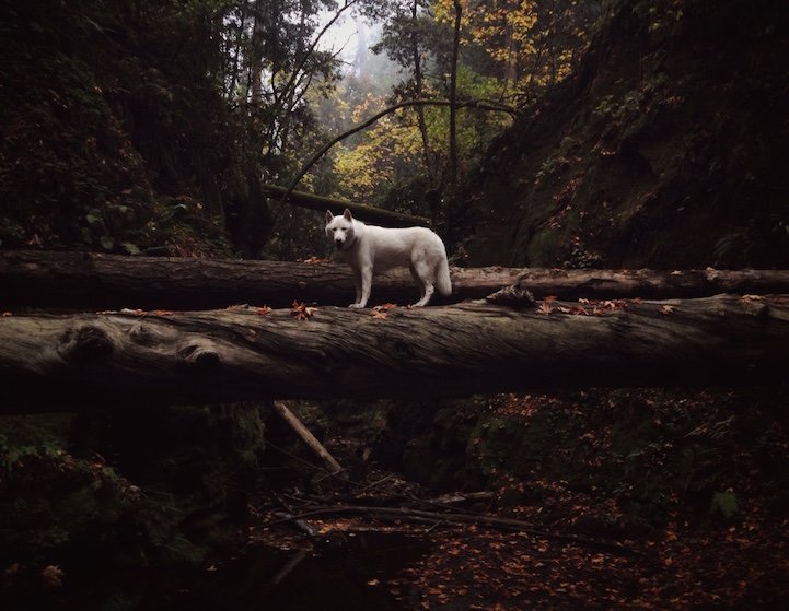 Csodás képeket készített kutyájáról egy fotós