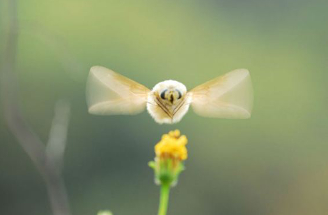 Ez a világ legcukibb bogara - fotók