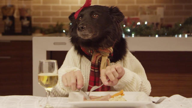 13 kutya és 1 macska, akik ember módjára vacsoráznak karácsonykor - meglepő videóval