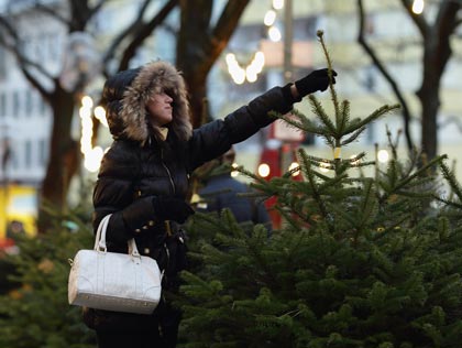   7 alapszabály a karácsonyfa megvásárlásához 