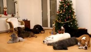 Napi cuki karácsony videó: kutyák díszítették fel a karácsonyfát