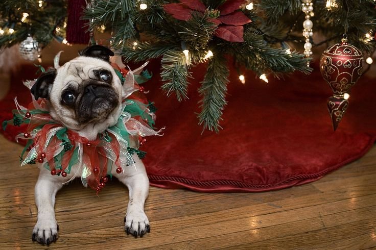 50 cuki állat, akiknél már dübörög a karácsony!  - vicces fotók