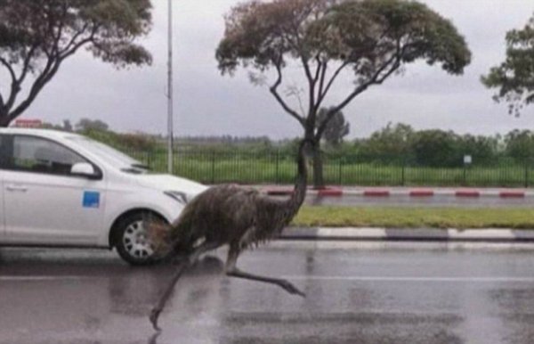 Emu futkározott az autók között