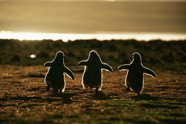 21 kép, ami megszeretteti veled a pingvineket