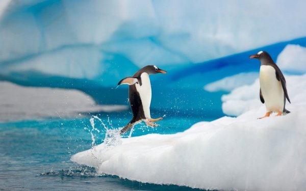 21 kép, ami megszeretteti veled a pingvineket