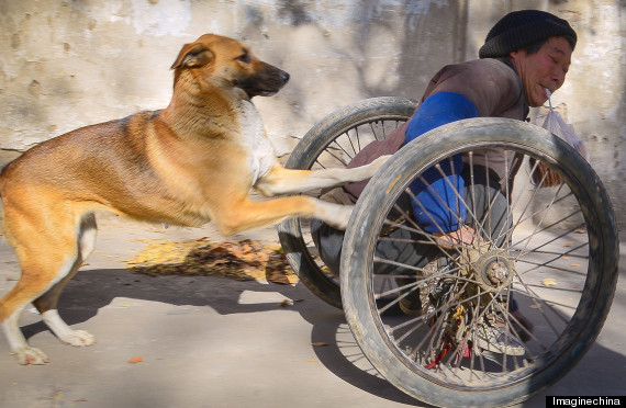 Megható fotók: kutyája tolja a lebénult gazdit