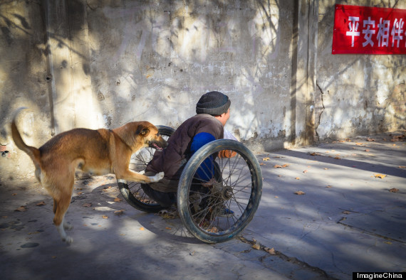 Megható fotók: kutyája tolja a lebénult gazdit