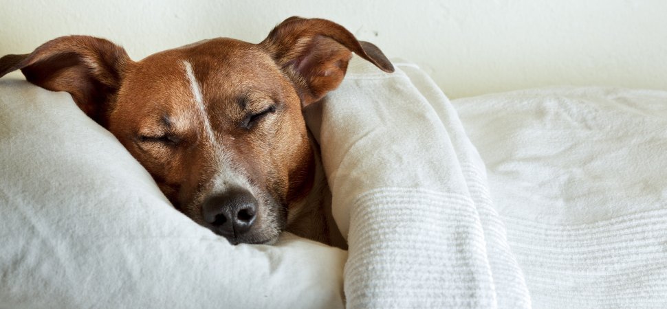 Álmatlanságot okozhat, ha az állatunkkal alszunk?