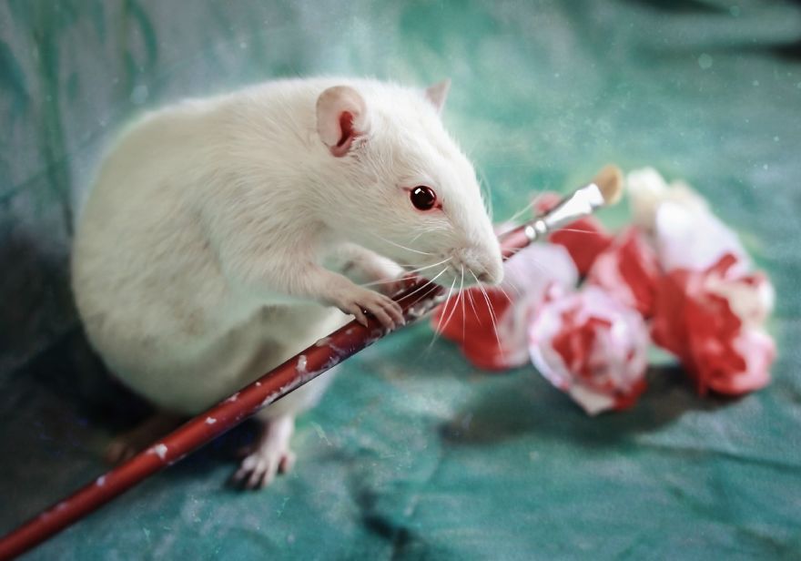 Szörnyű genetikai kísérletekektől megmentett állatokról készítettek fotósorozatot