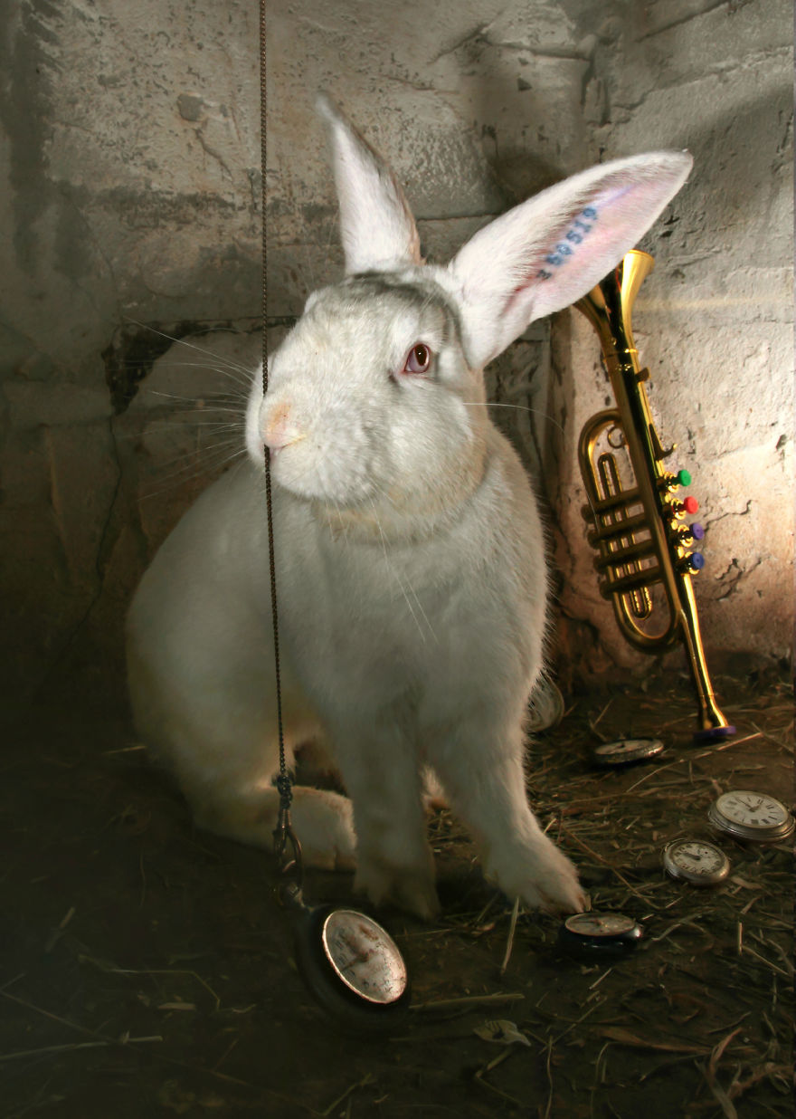 Szörnyű genetikai kísérletekektől megmentett állatokról készítettek fotósorozatot