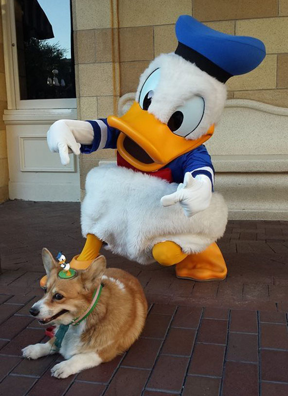 A kutya, akit elvittek Disneylandbe 