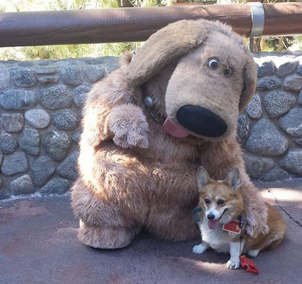 A kutya, akit elvittek Disneylandbe 
