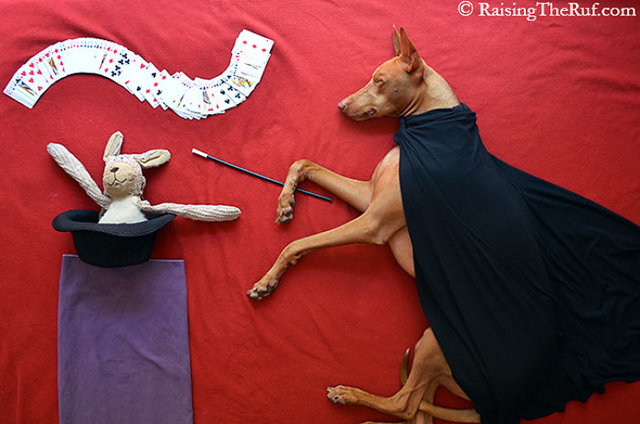 Internetes sztár lett az alvó kutya - fotók