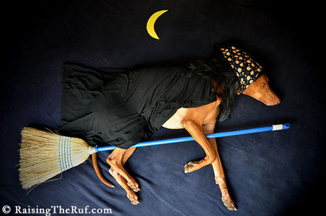Internetes sztár lett az alvó kutya - fotók
