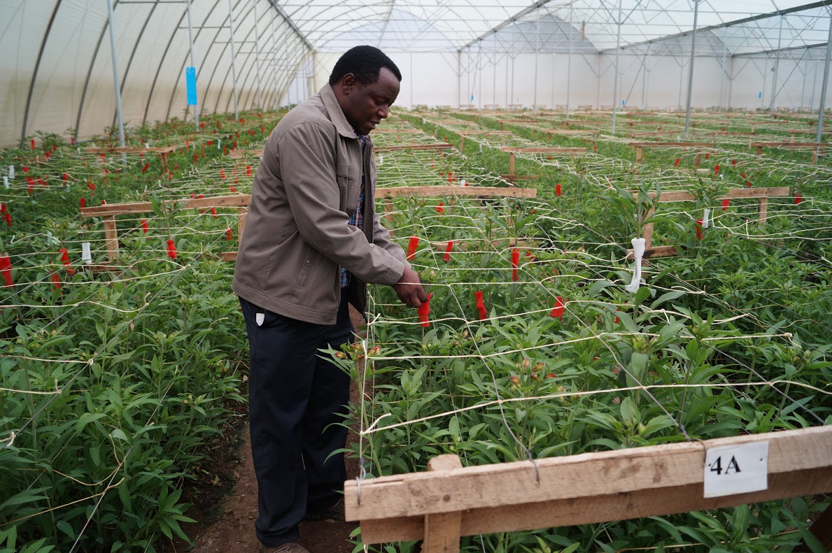 A farm igazgatója, Paul Salim nemcsak a gazdálkodás, de a minőségi virágtermesztés szakembere is