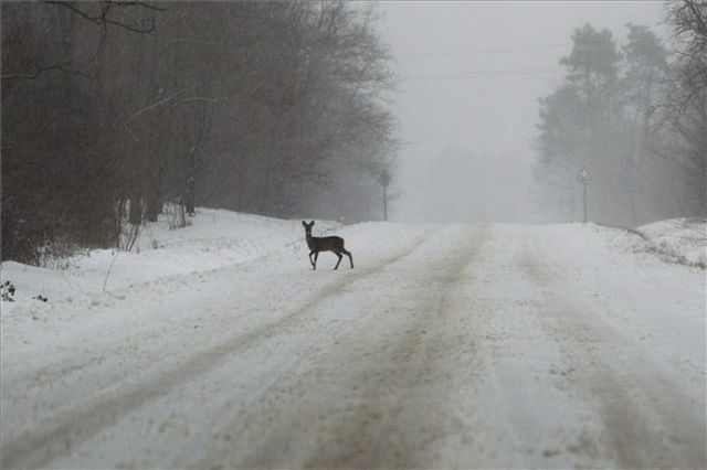 Őz sétál az úton a hóesésben a Somogy megyei Vízvár közelében - MTI Fotó: Varga György