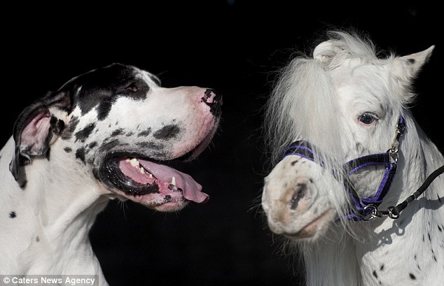 Egy dán dog lett a törpeló legjobb barátja - fotók