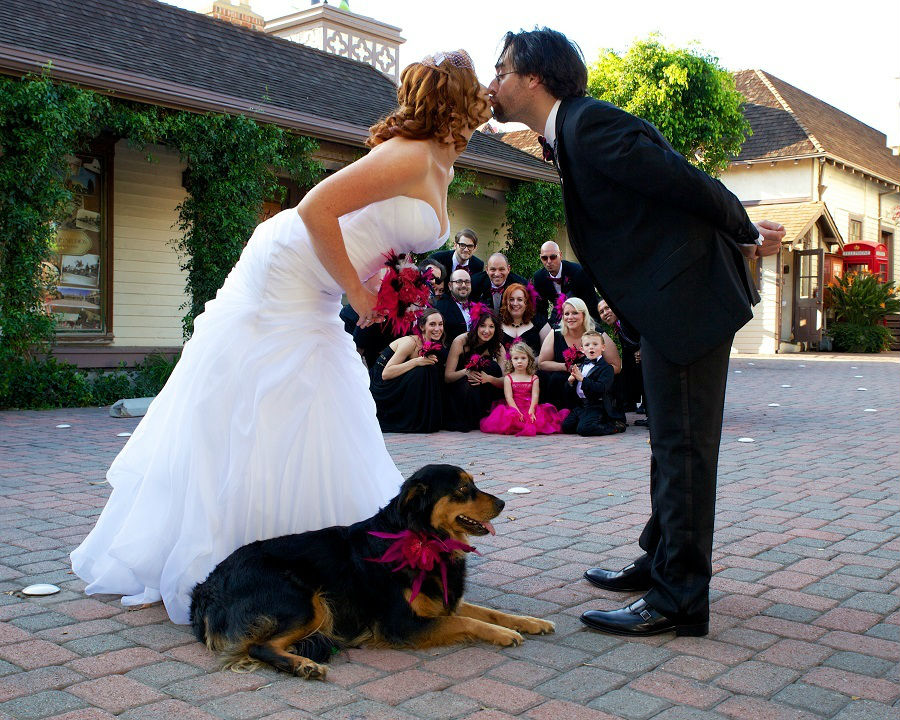 Nagy nap a  kis kedvenccel - állatok az esküvői képeken