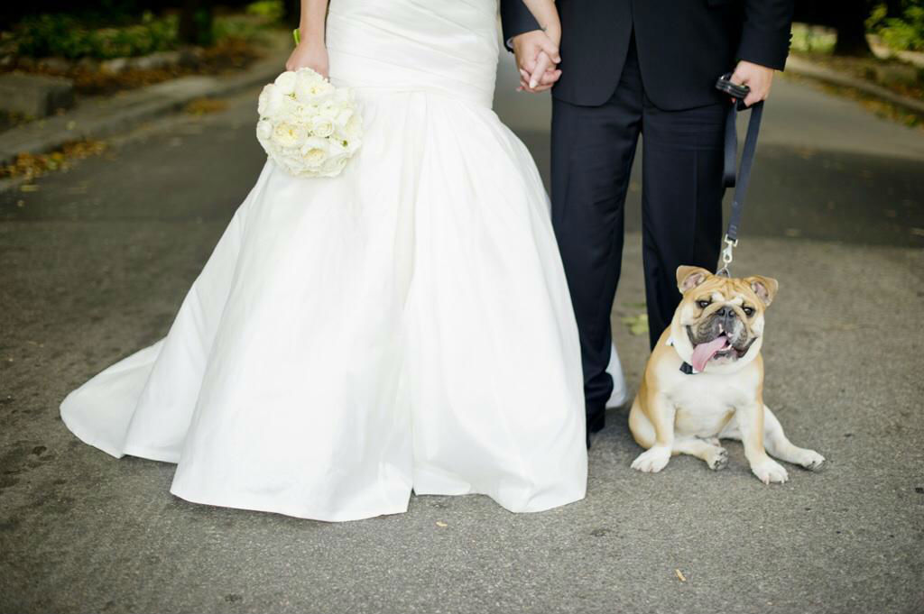 Nagy nap a  kis kedvenccel - állatok az esküvői képeken