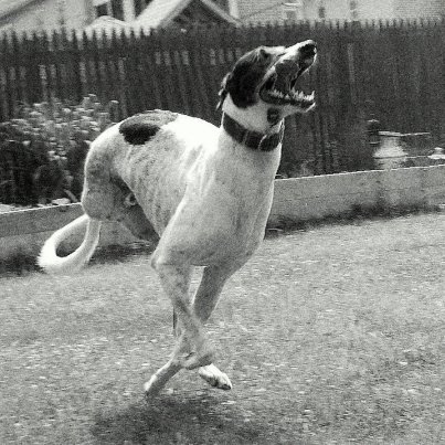 Megható fotók: újra boldogan szalad az amputált lábú kutya