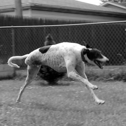 Megható fotók: újra boldogan szalad az amputált lábú kutya