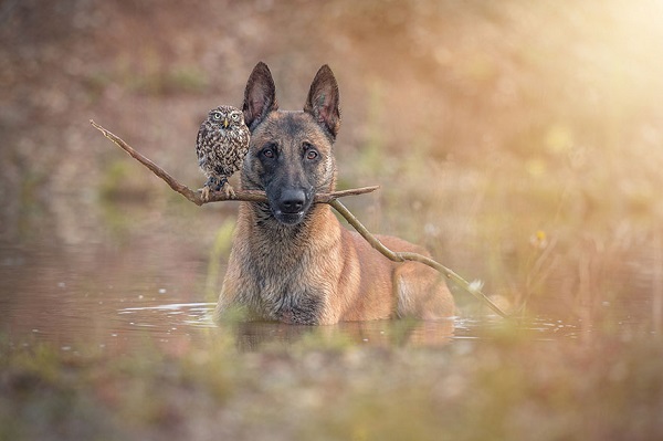 Bagoly és kutya: egy különleges barátság